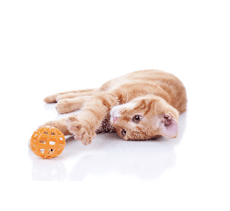 Cat Toys